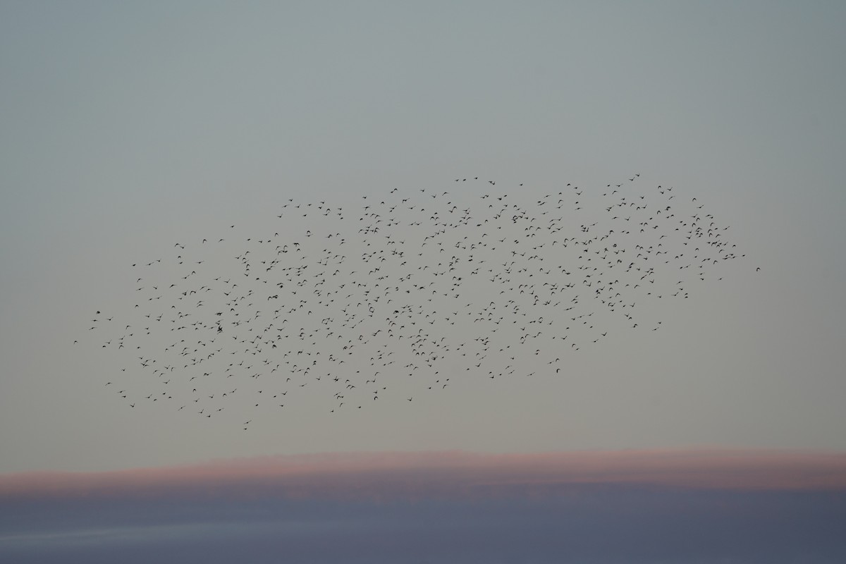 European Starling - ML642382289