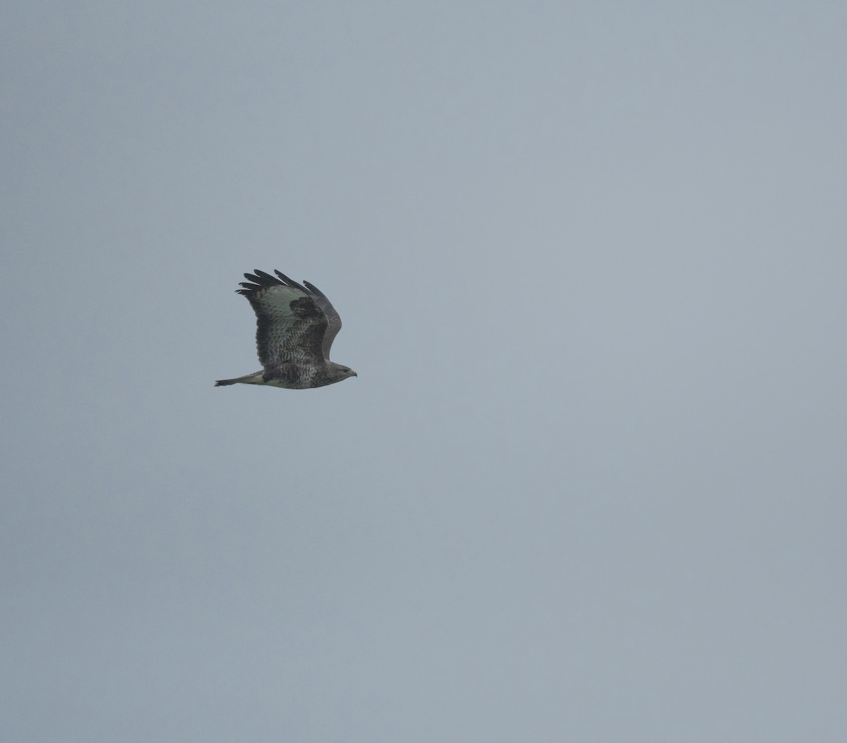 Common Buzzard - ML642382290