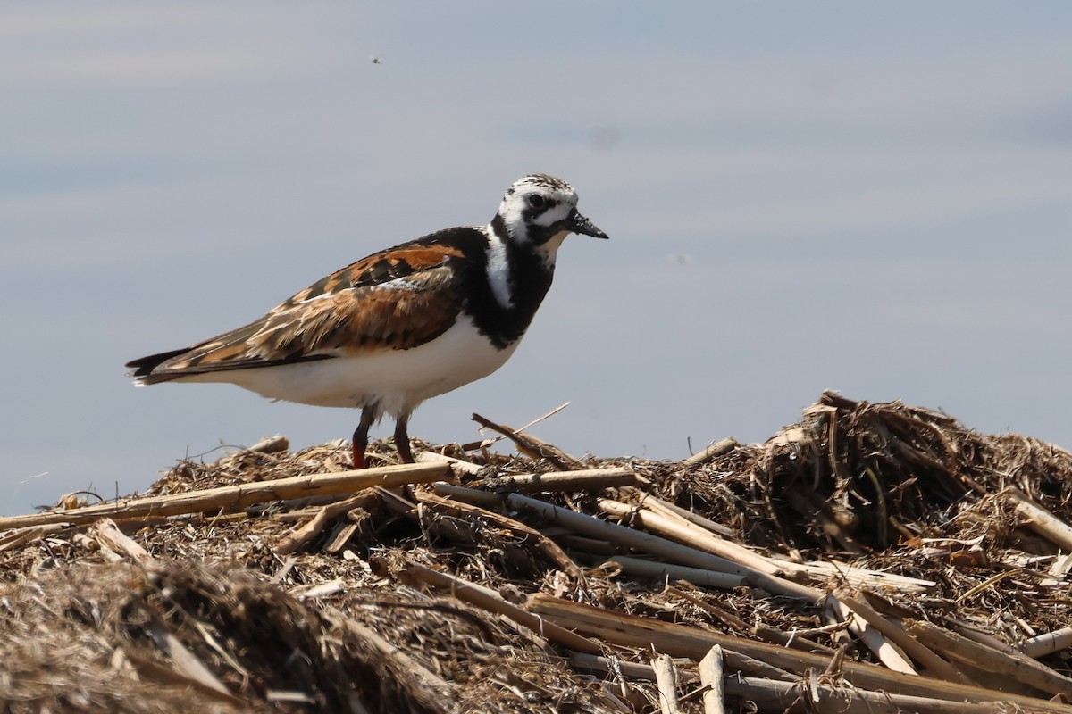 Ruddy Turnstone - ML642382292
