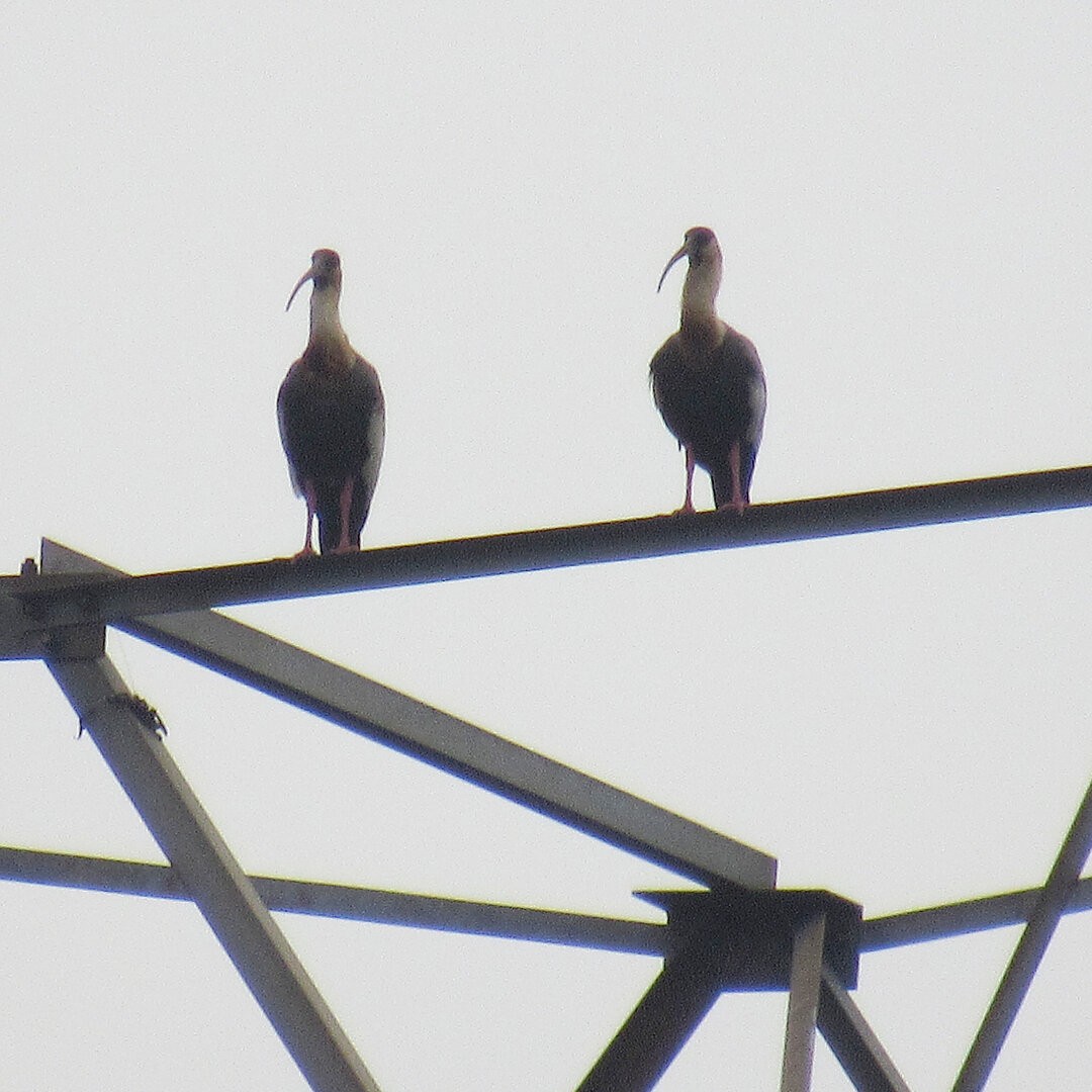 Buff-necked Ibis - ML642382295