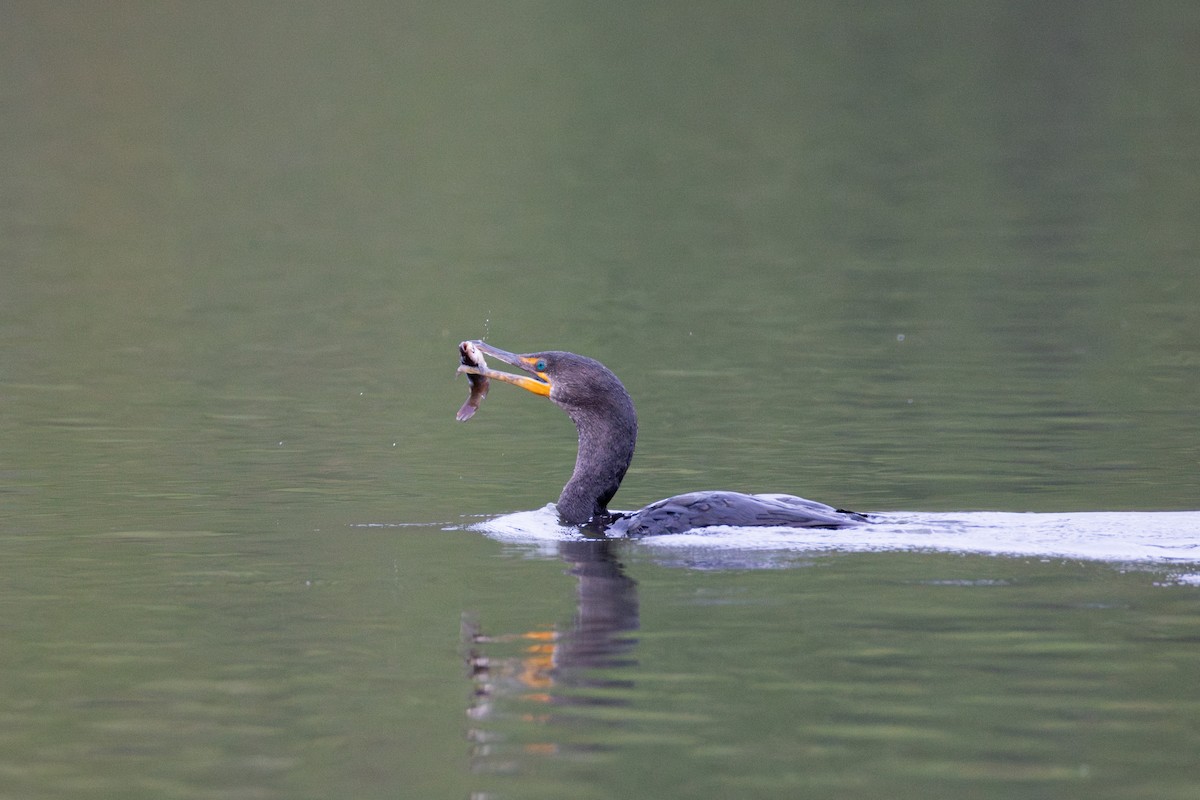 Double-crested Cormorant - ML642382296