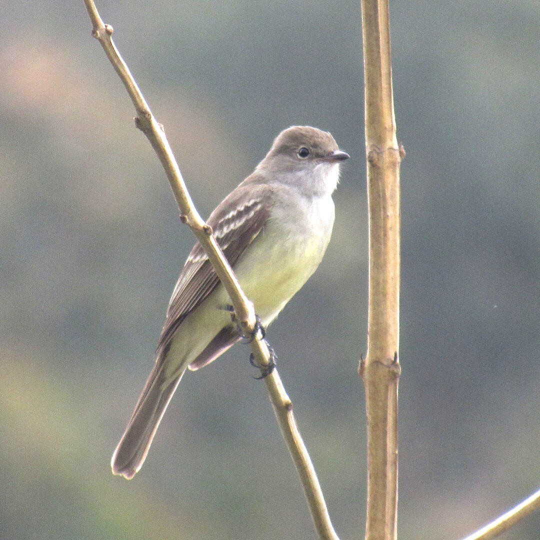 Large Elaenia - ML642382298