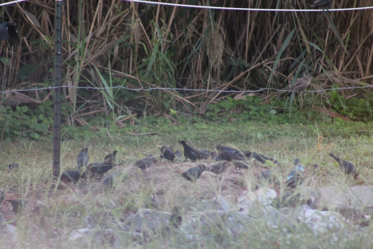 Brown-headed Cowbird - ML642382299