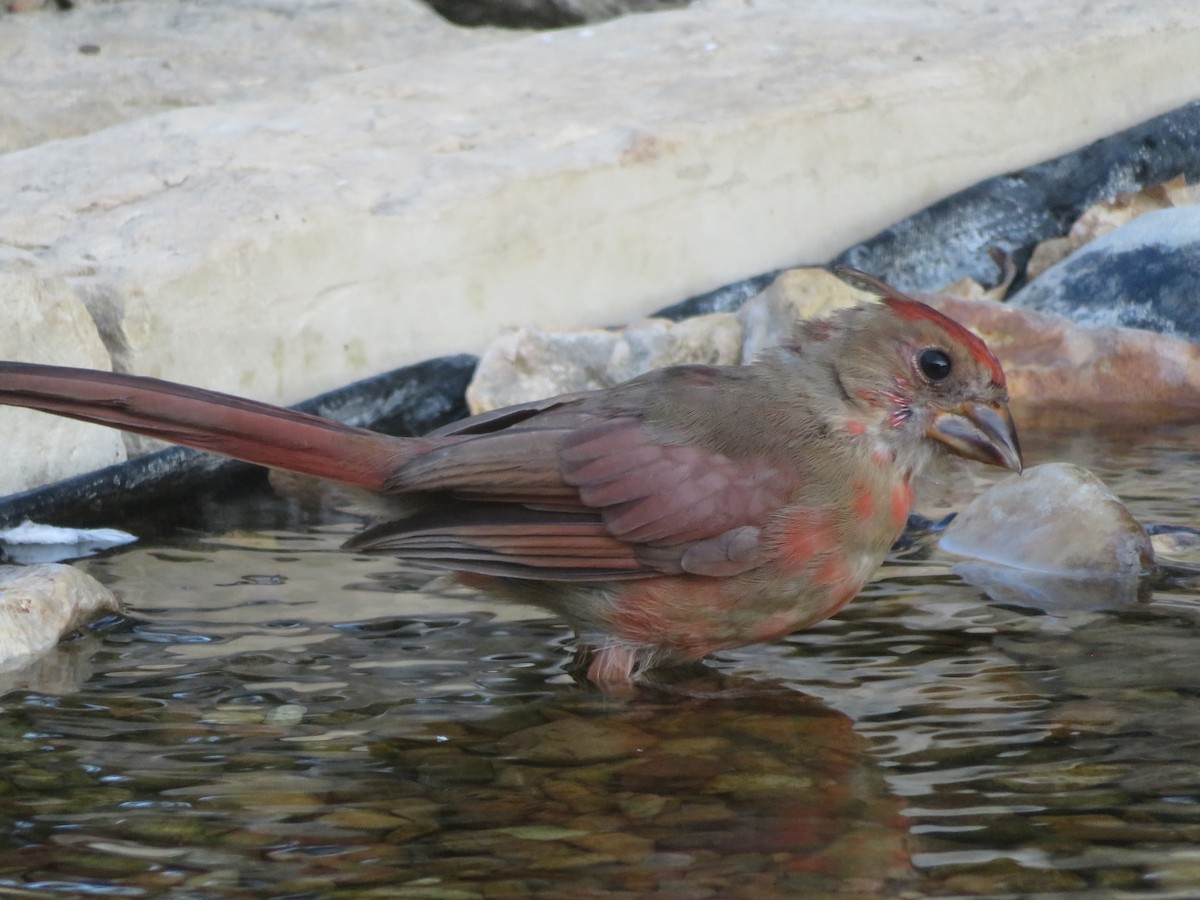 Northern Cardinal - ML642382300
