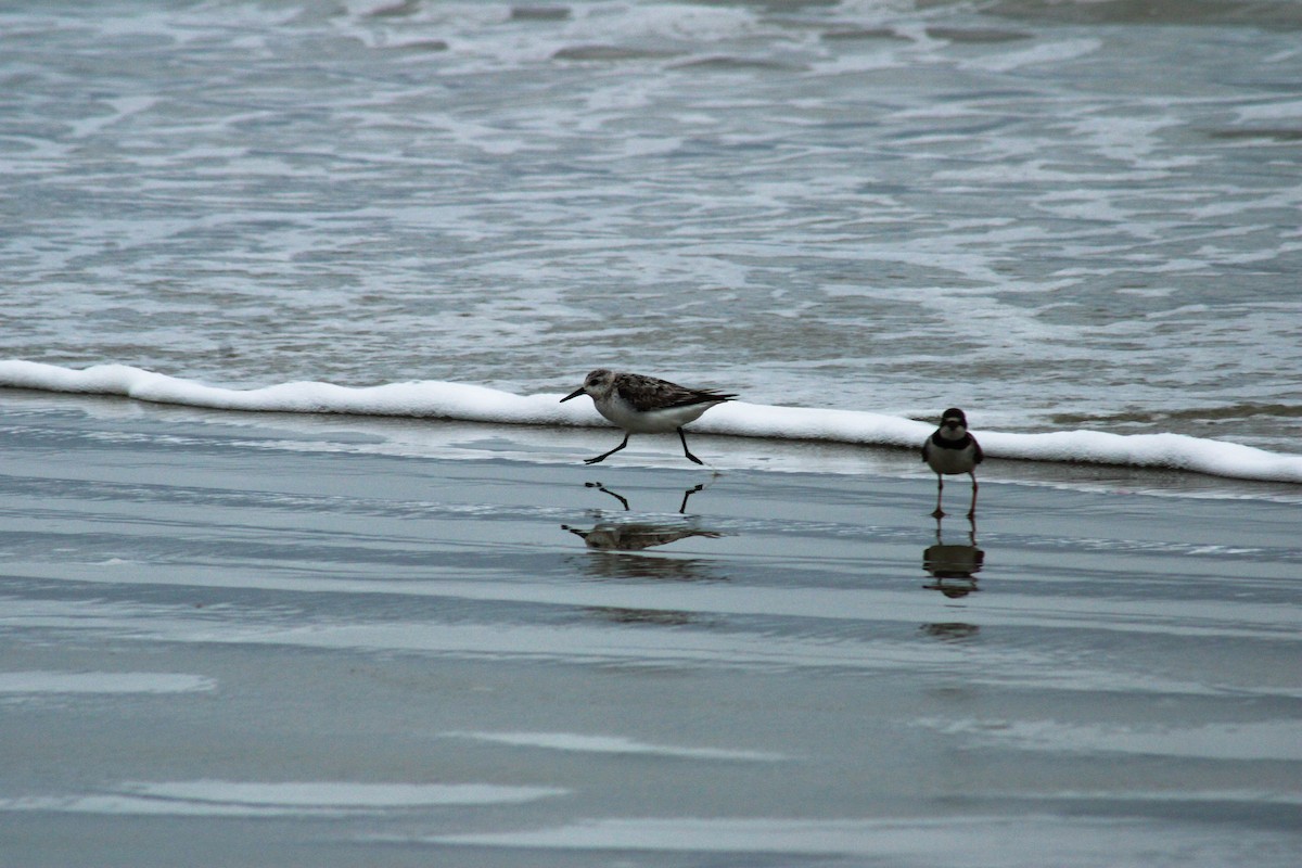 Sanderling - ML642382303
