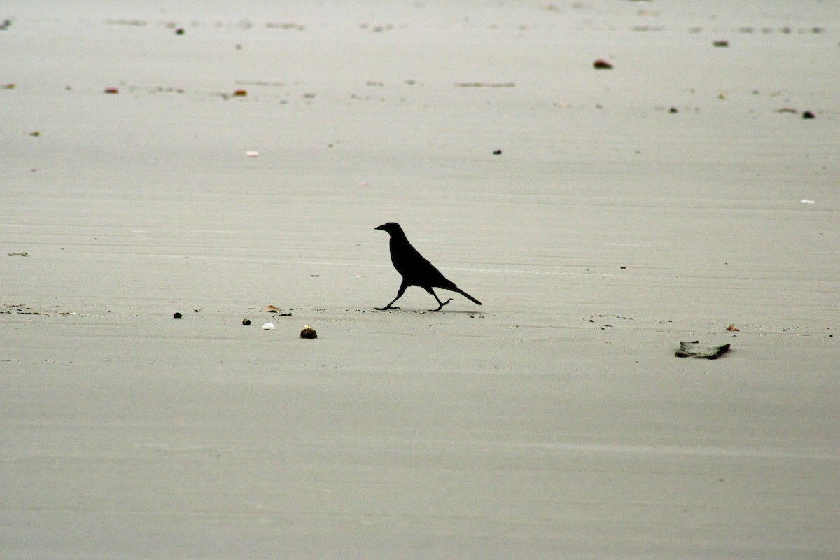 Giant Cowbird - ML642382308