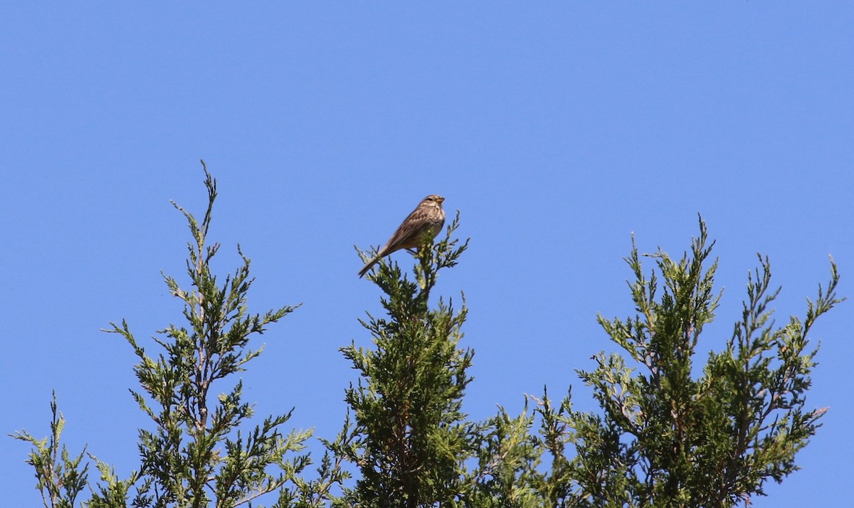 Corn Bunting - ML642382312