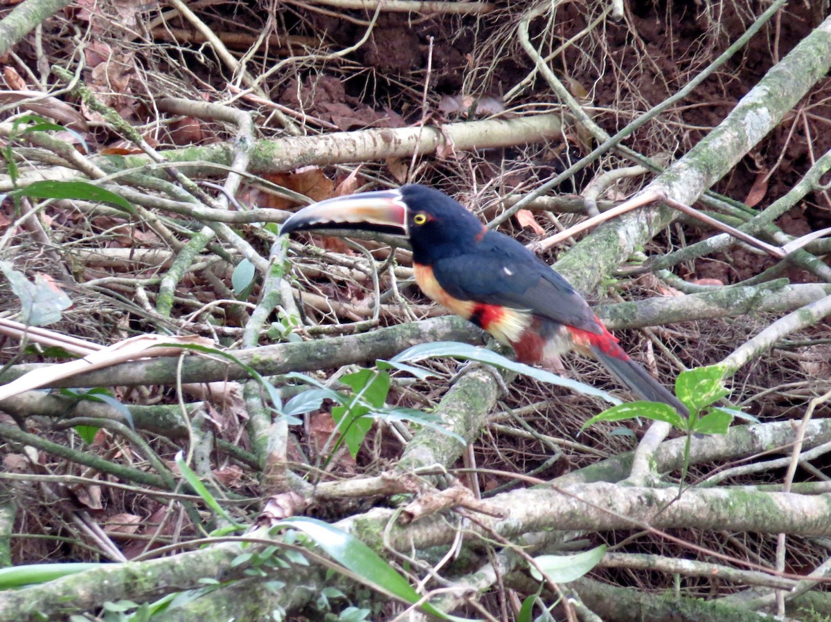 Collared Aracari - ML642382325