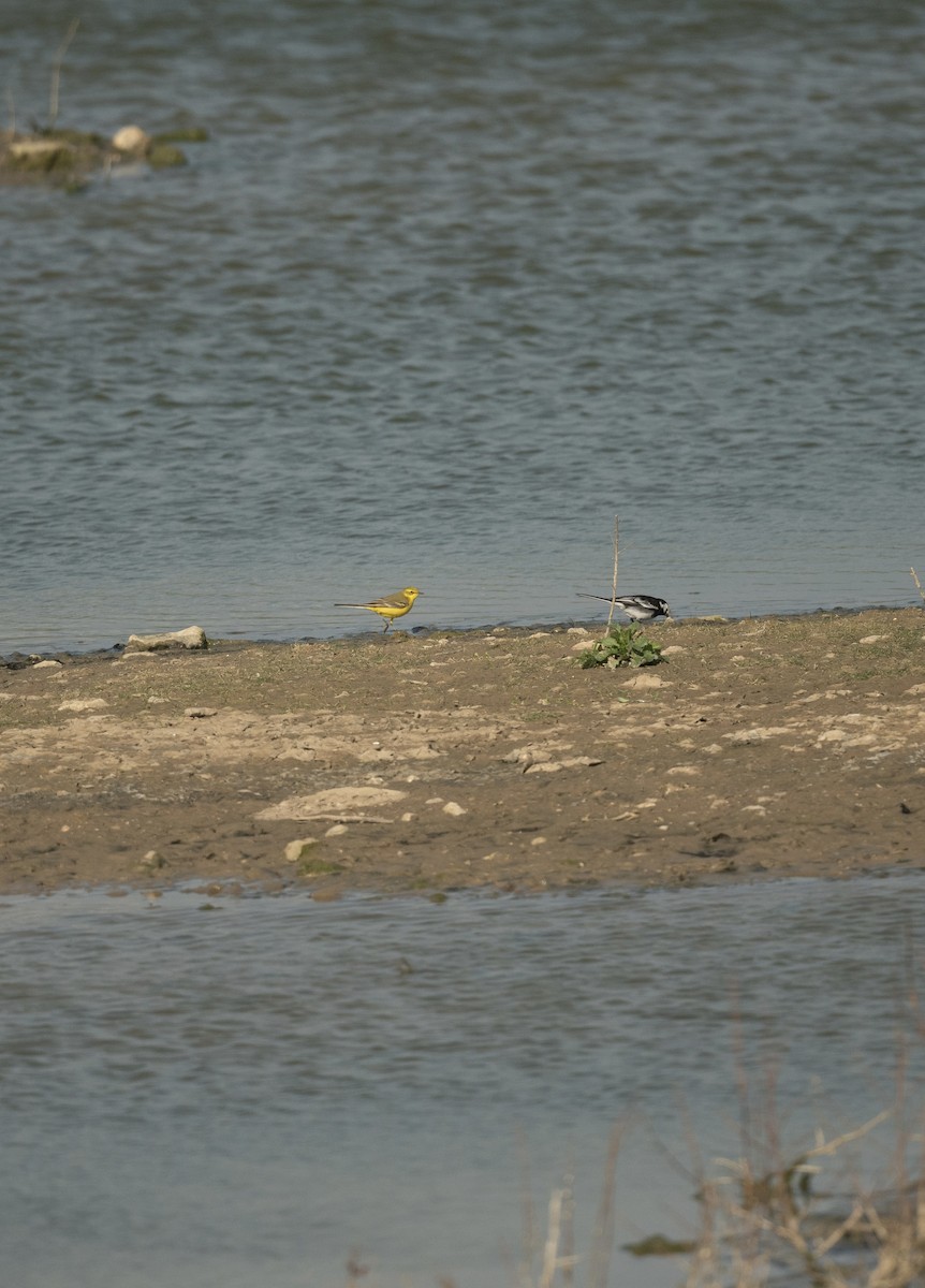 Western Yellow Wagtail - ML642382327