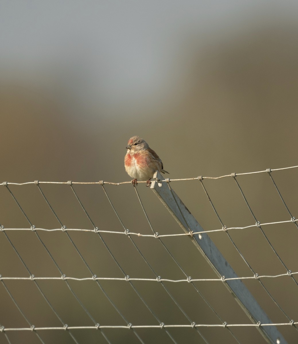 Eurasian Linnet - ML642382329