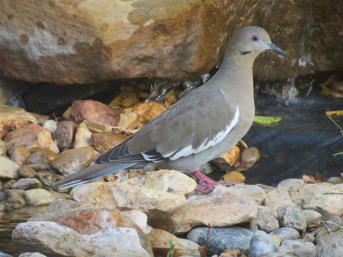 White-winged Dove - ML642382330