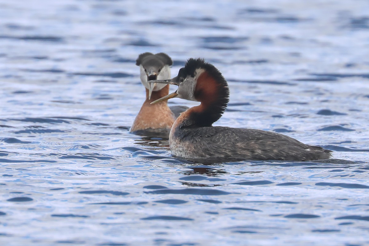 Red-necked Grebe - ML642382341