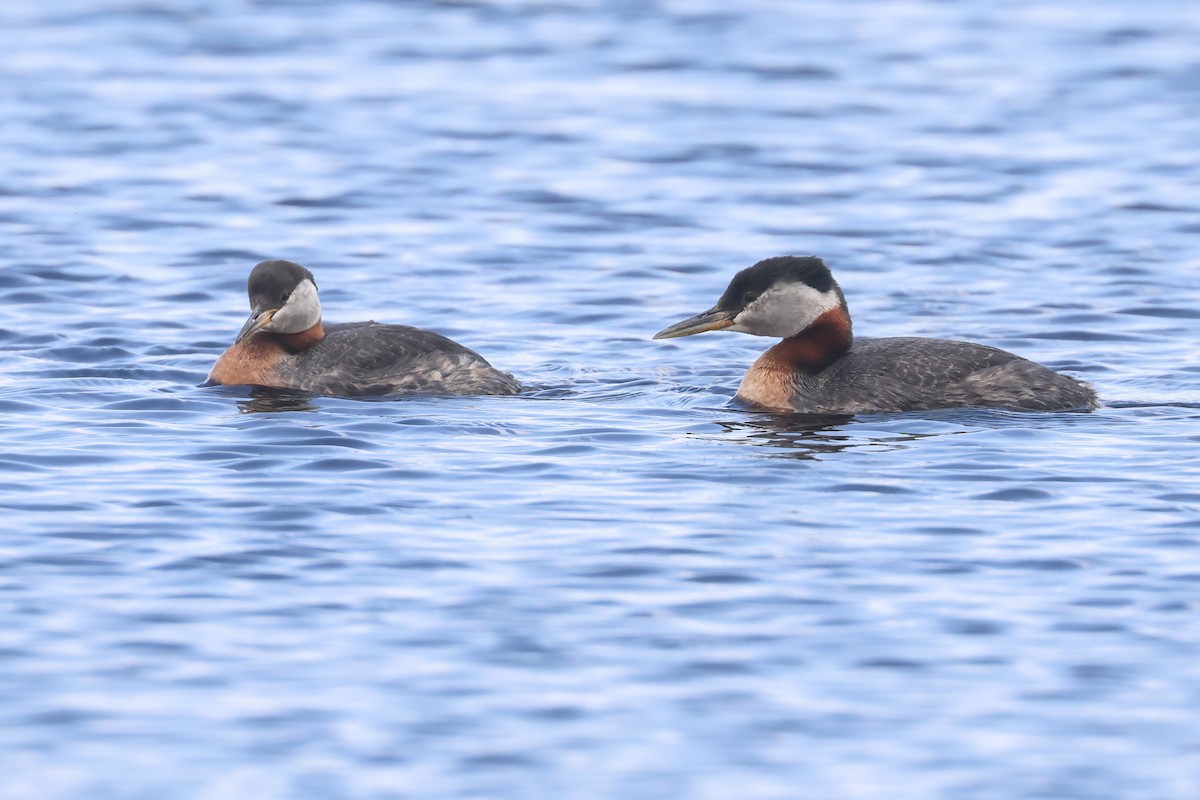 Red-necked Grebe - ML642382343