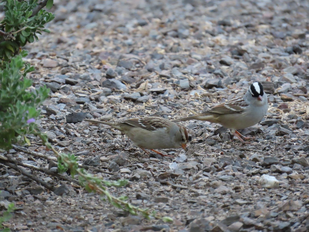 White-crowned Sparrow - ML642382344