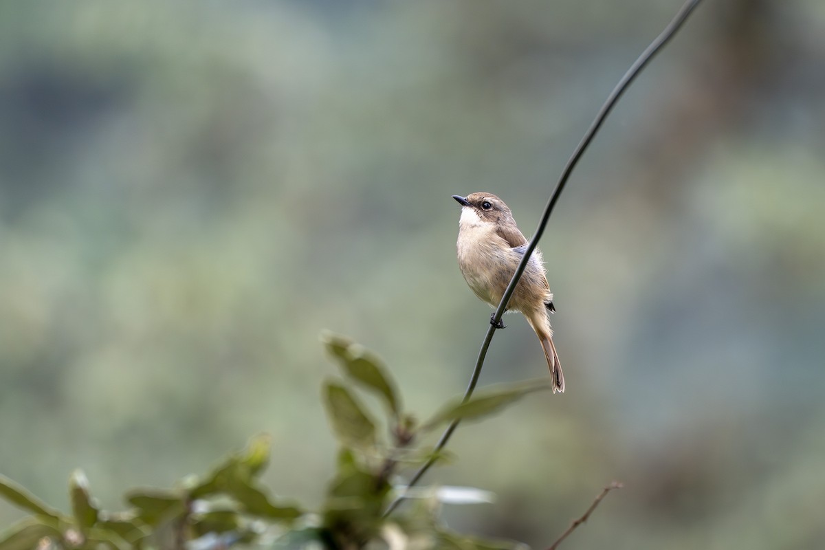 Gray Bushchat - ML642382346