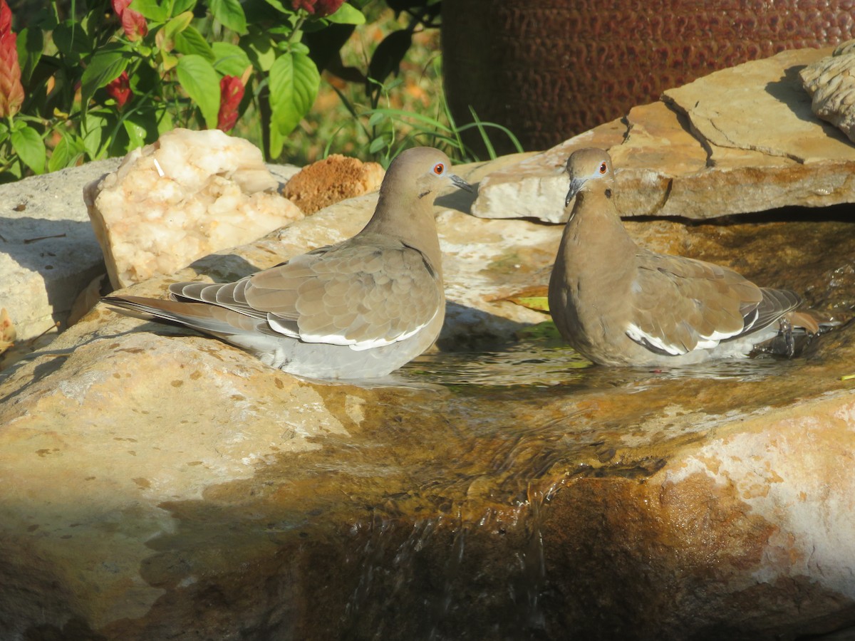 White-winged Dove - ML642382347