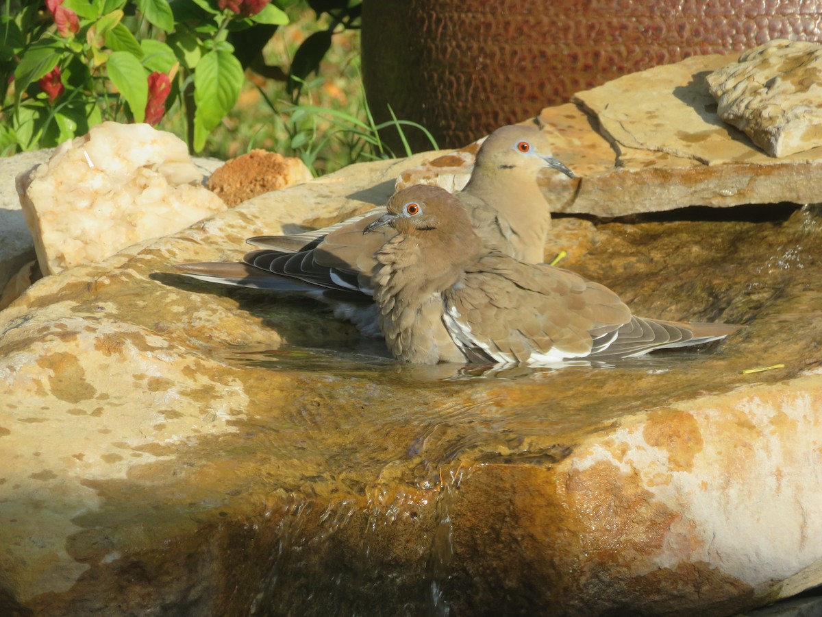 White-winged Dove - ML642382349