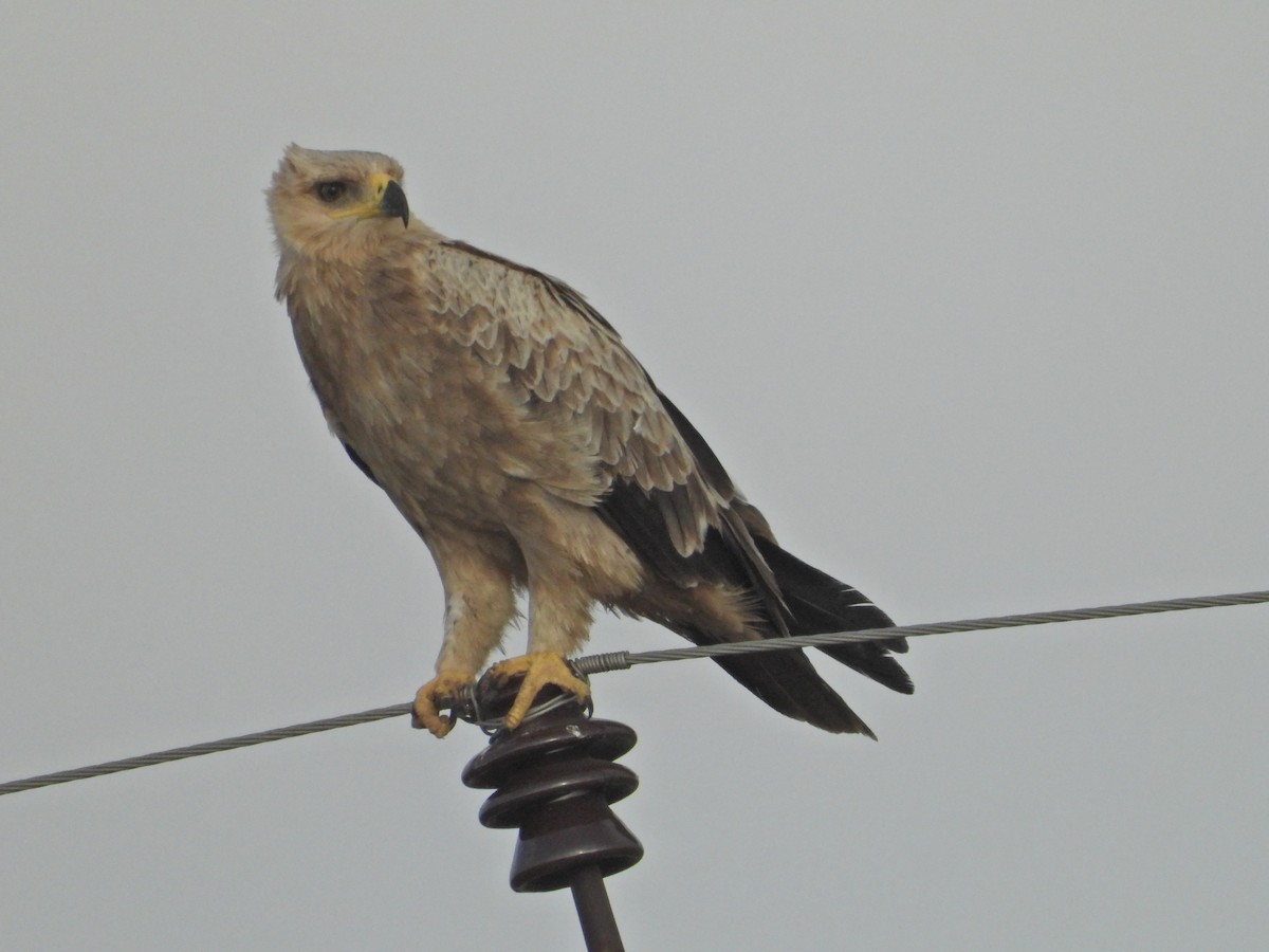 Tawny Eagle - ML642382350