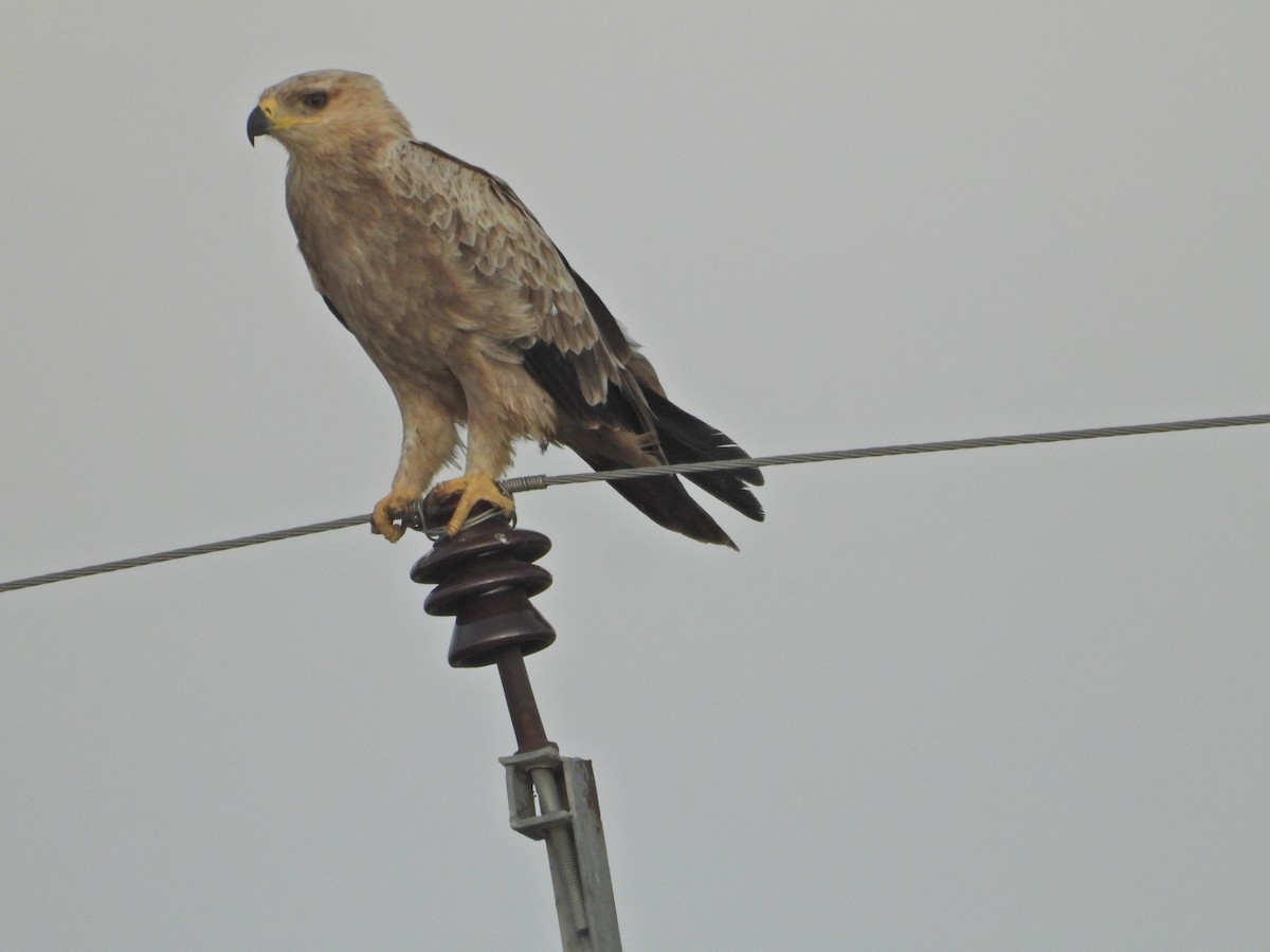 Tawny Eagle - ML642382351