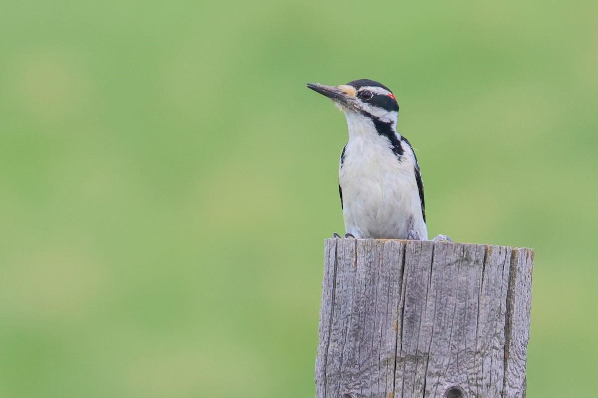 Hairy Woodpecker - ML642382353