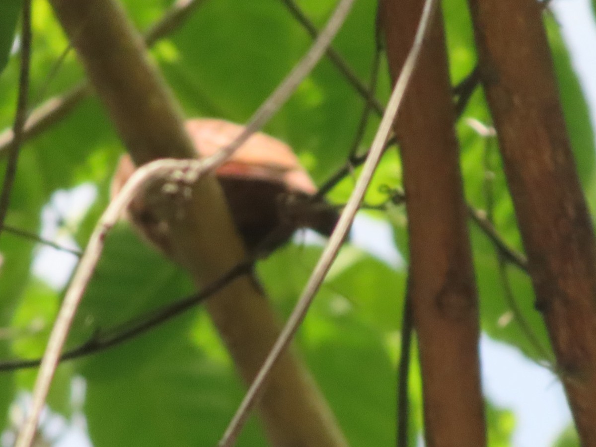 Ruddy Ground Dove - ML642382354