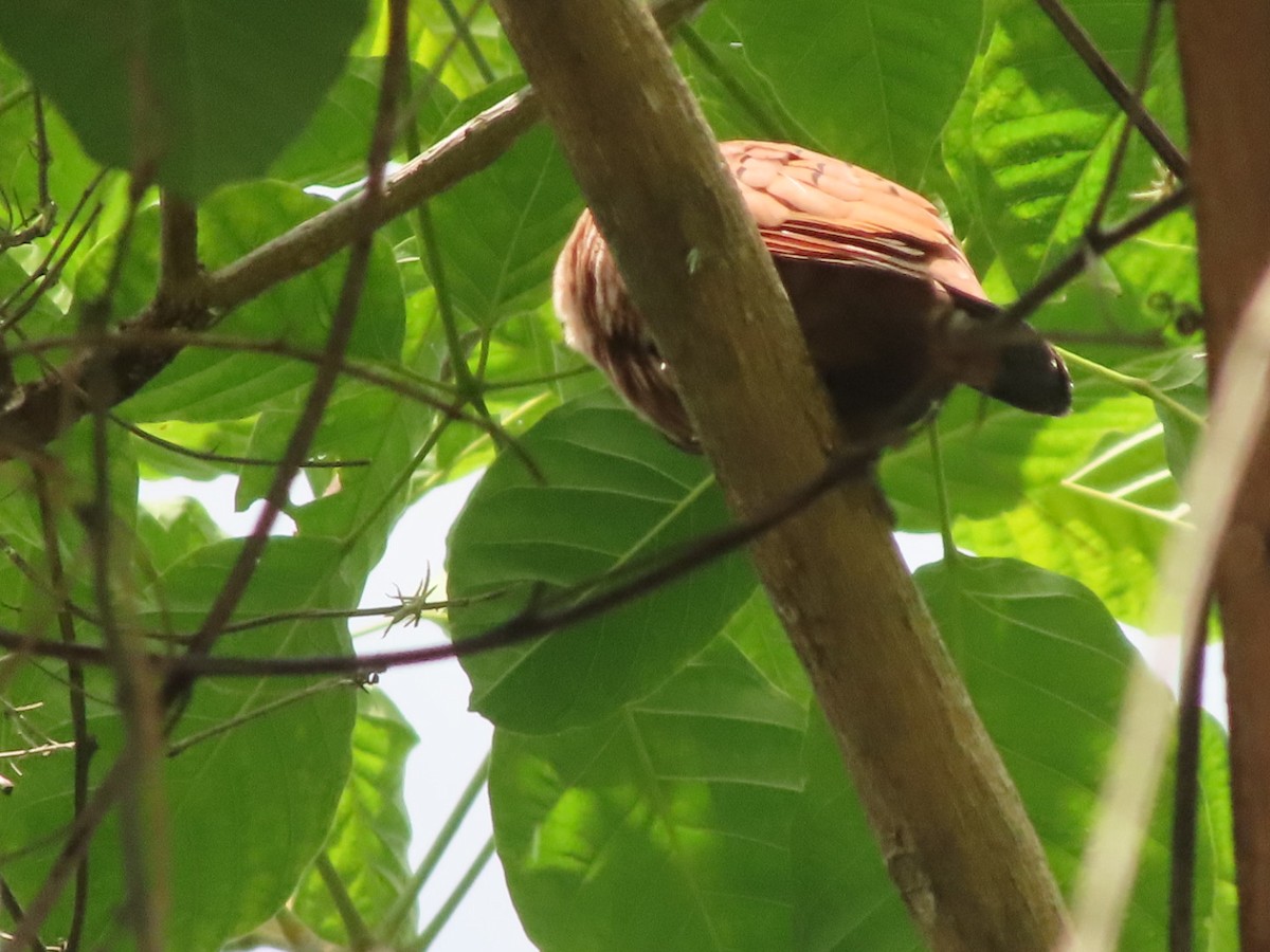 Ruddy Ground Dove - ML642382355