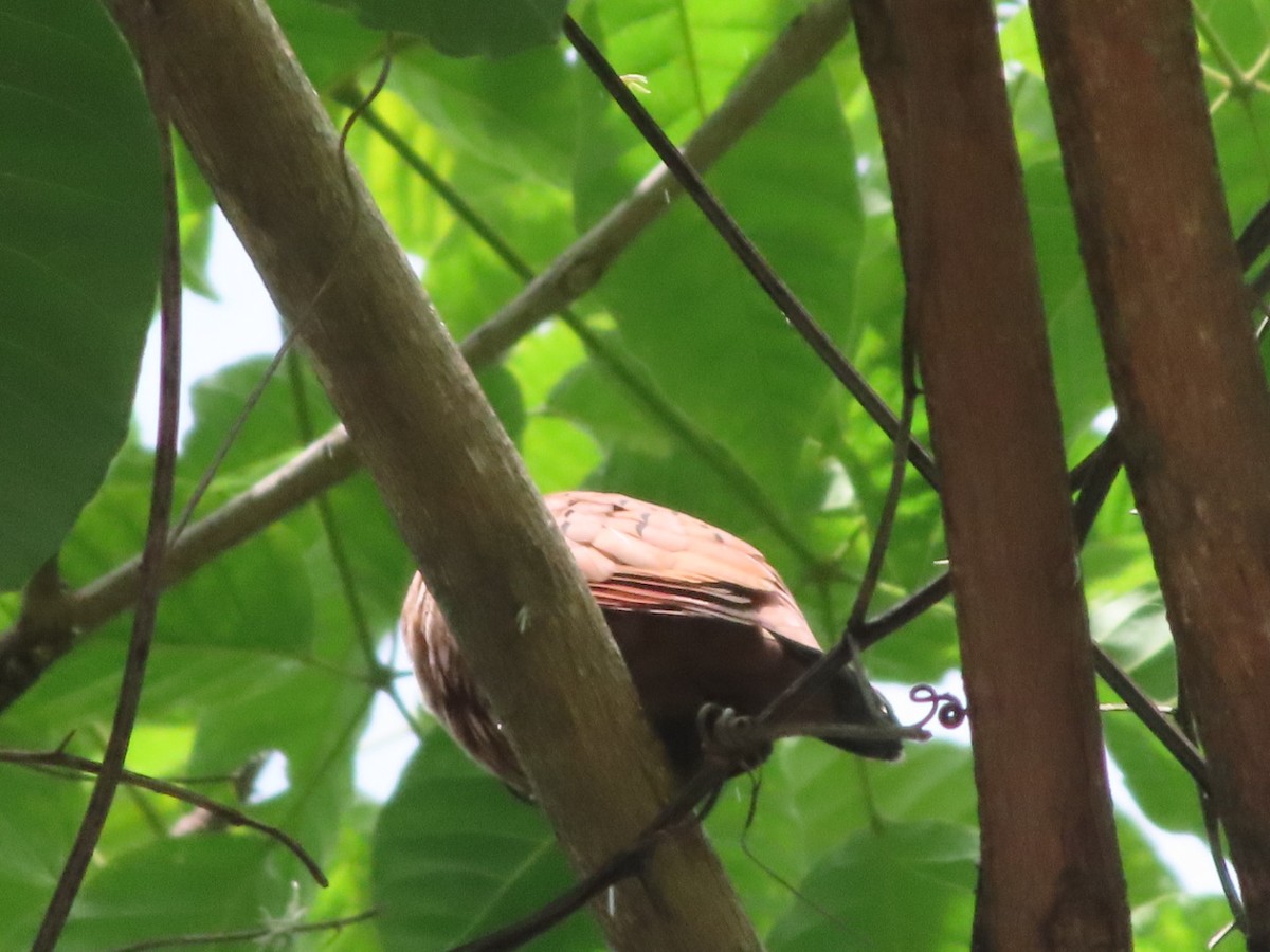 Ruddy Ground Dove - ML642382356
