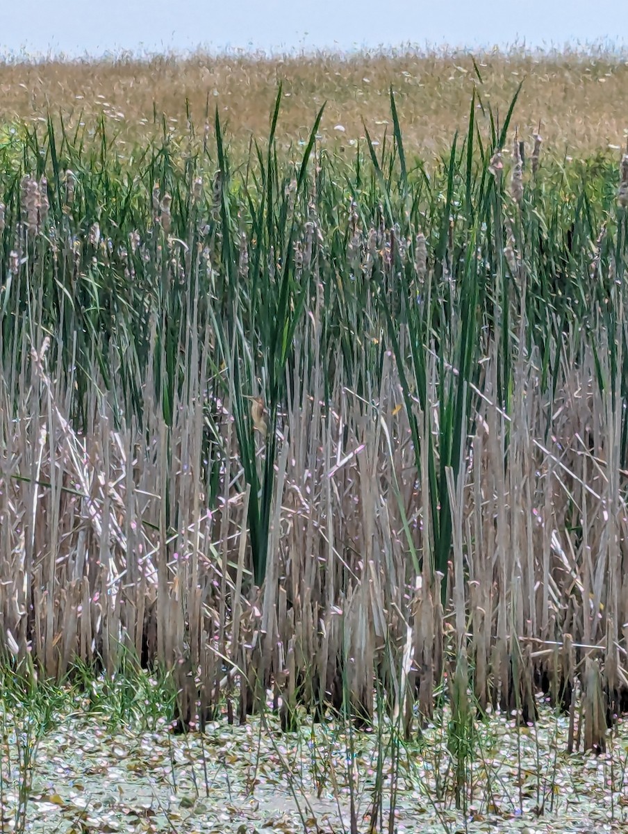 Least Bittern - ML642382357