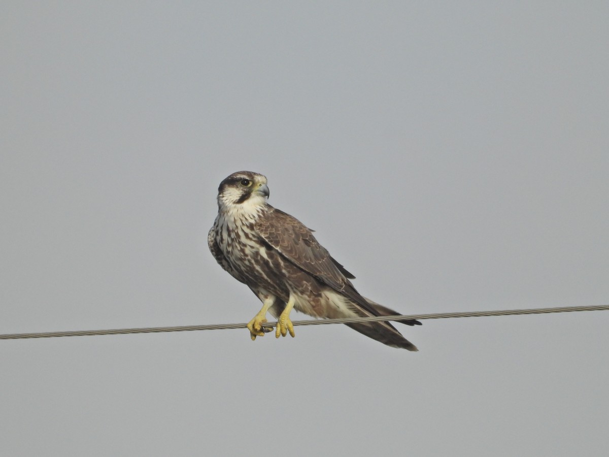 Laggar Falcon - ML642382359