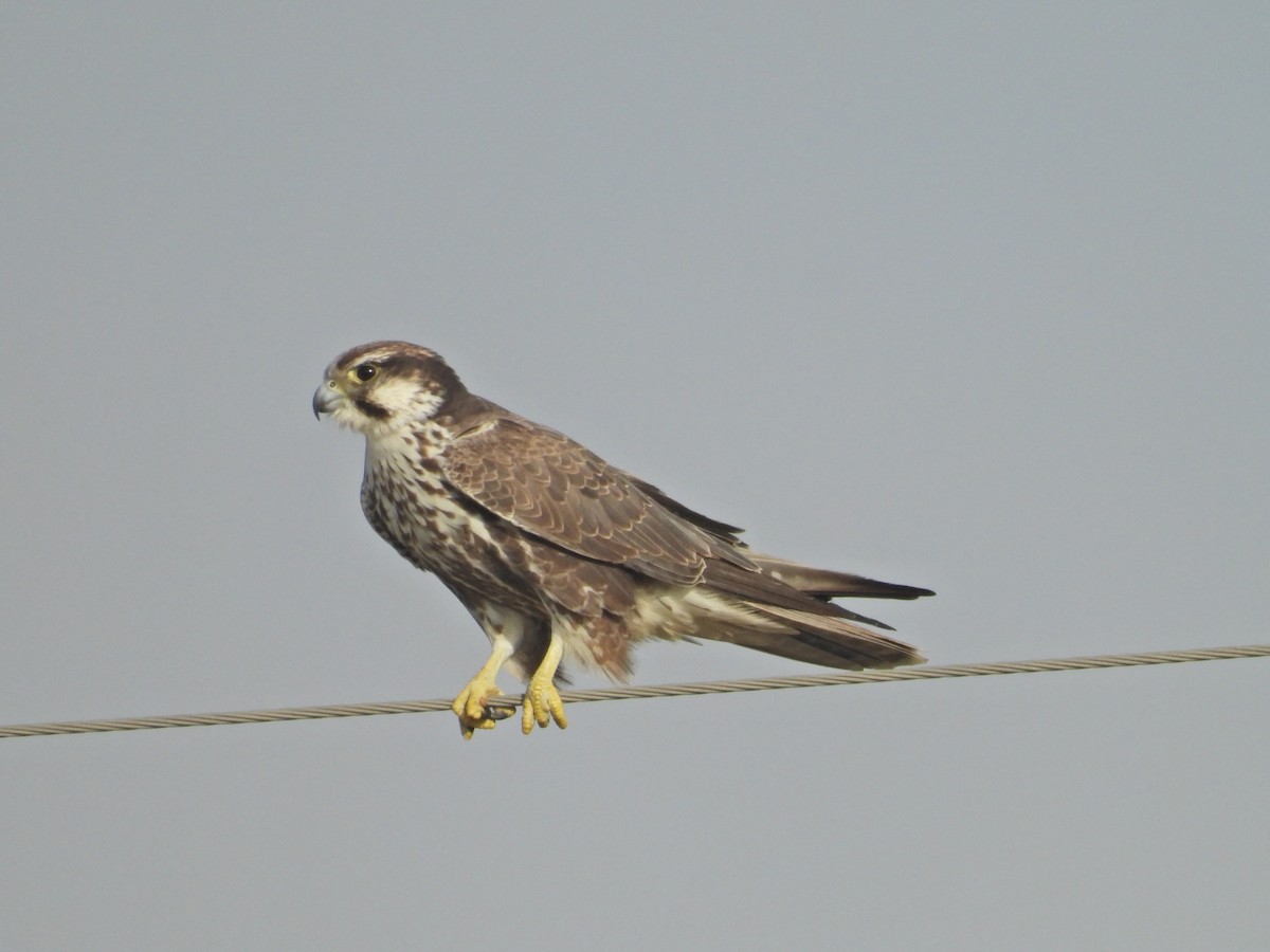 Laggar Falcon - ML642382361