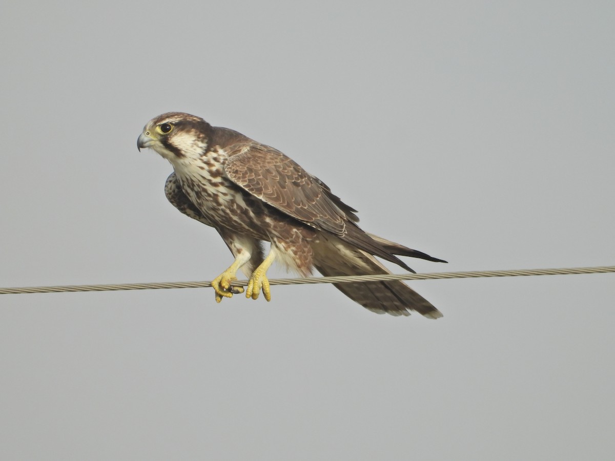 Laggar Falcon - ML642382362