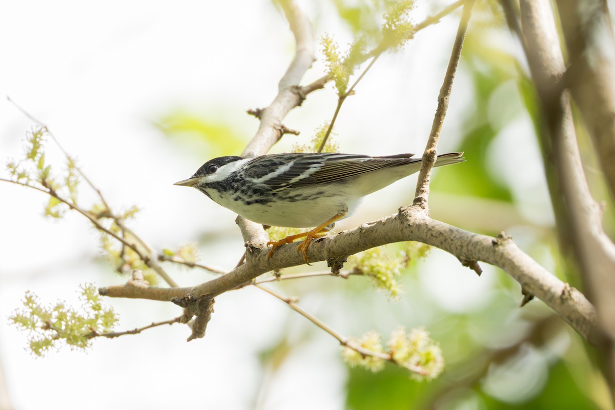 Blackpoll Warbler - ML642382363
