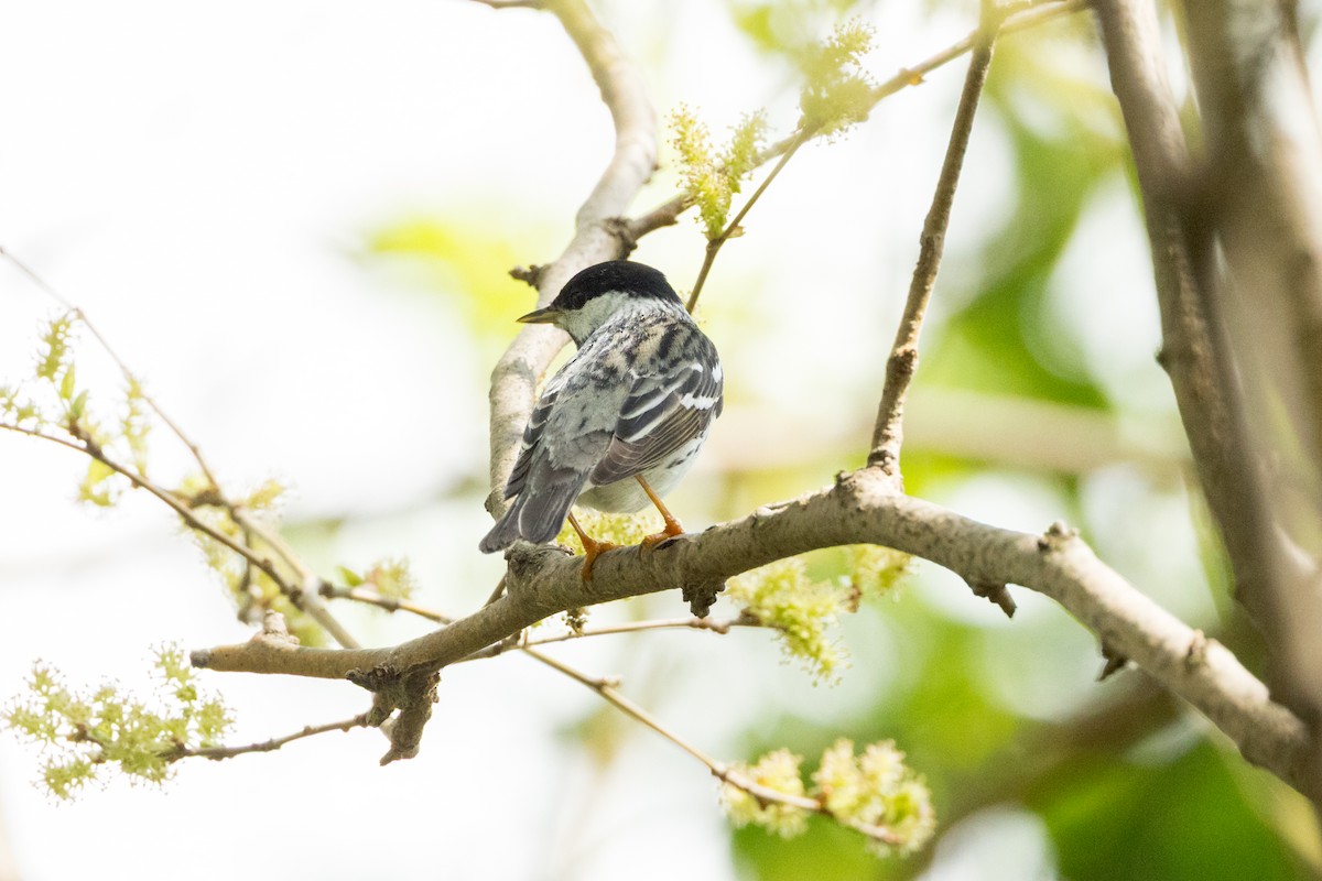 Blackpoll Warbler - ML642382365