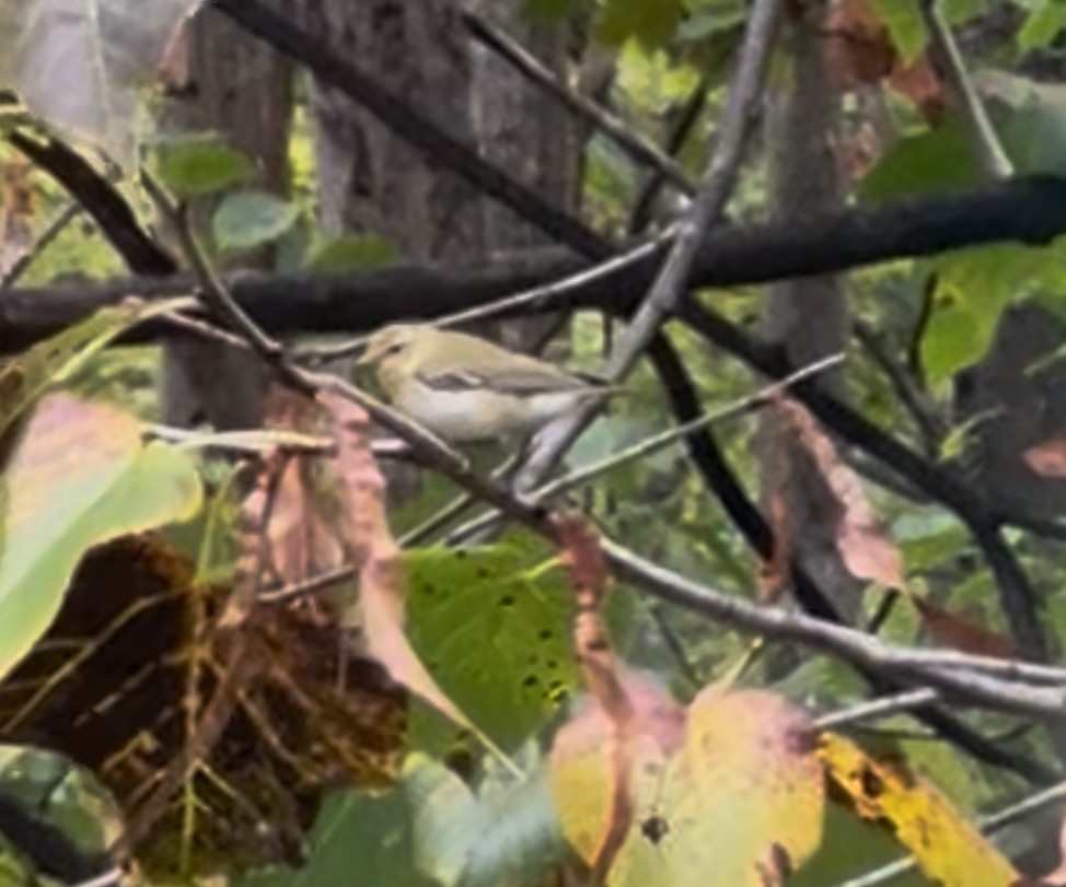 Tennessee Warbler - ML642382366