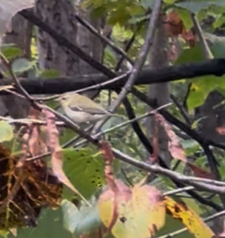 Tennessee Warbler - ML642382367
