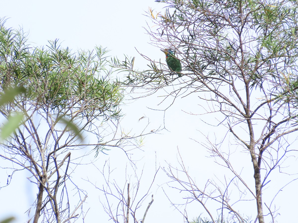 Taiwan Barbet - ML642382369