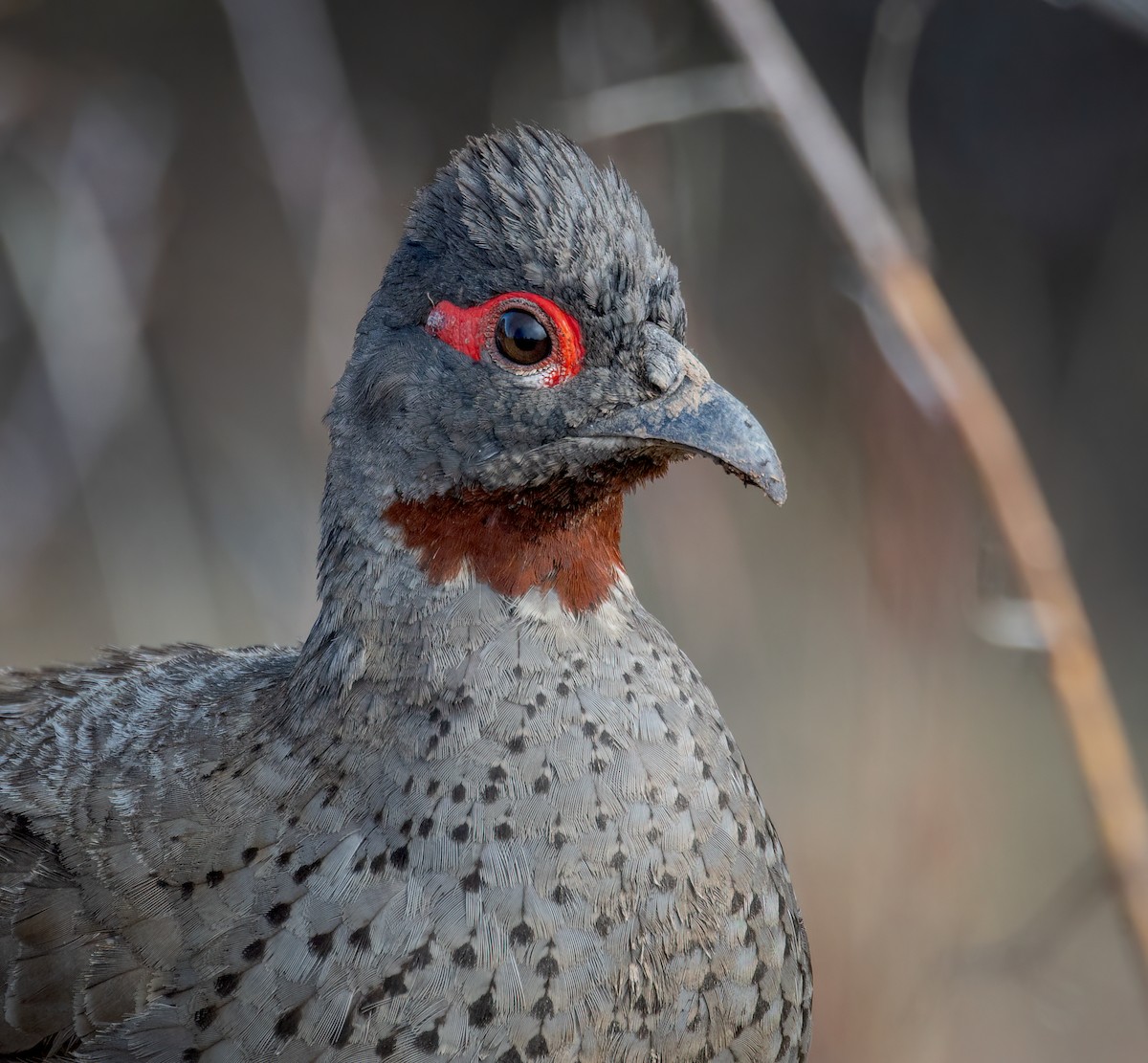 Chestnut-throated Monal-Partridge - ML642382375