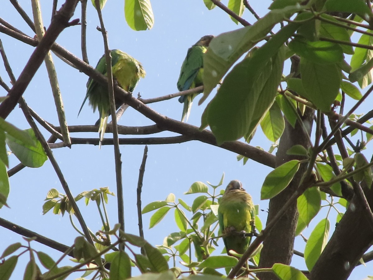 Brown-throated Parakeet - ML642382376