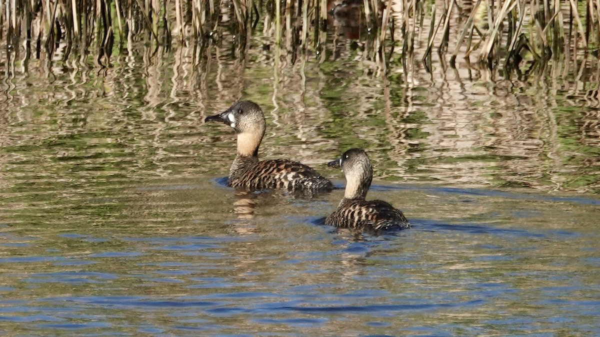 White-backed Duck - ML642382379