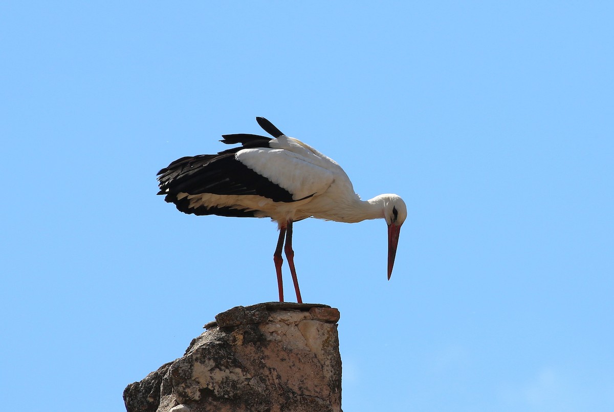White Stork - ML642382380