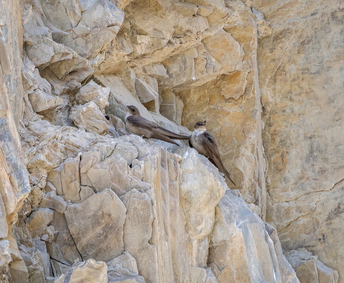 Eurasian Crag-Martin - ML642382391