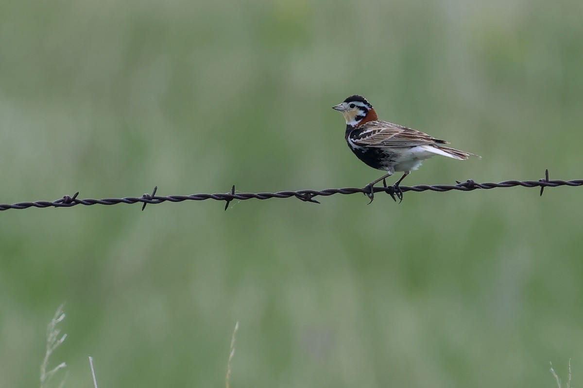Chestnut-collared Longspur - ML642382401