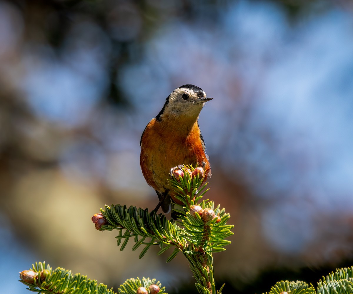 Przevalski's Nuthatch - ML642382408