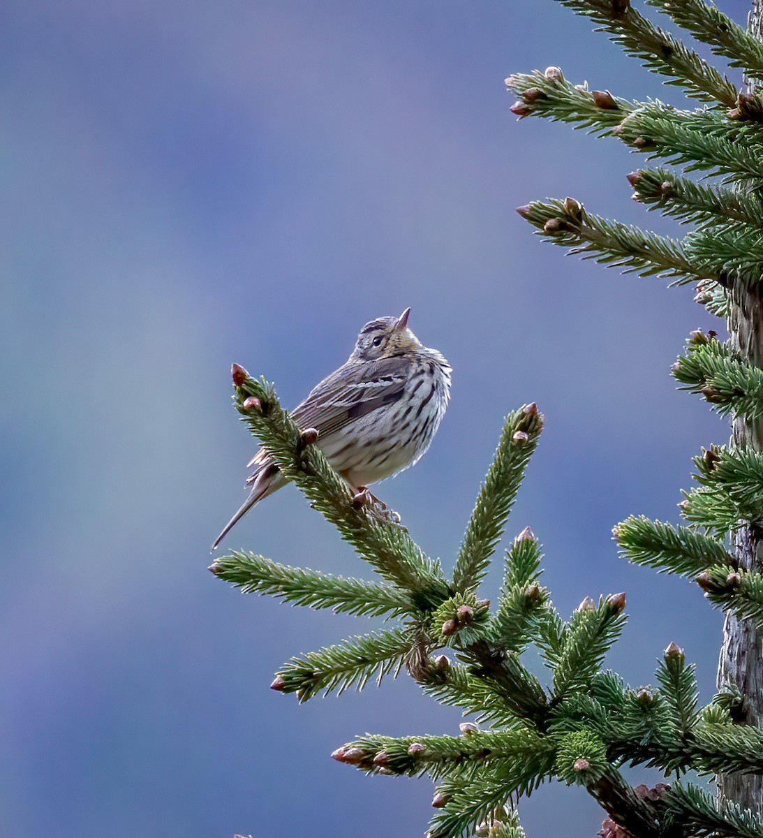 Olive-backed Pipit - ML642382423