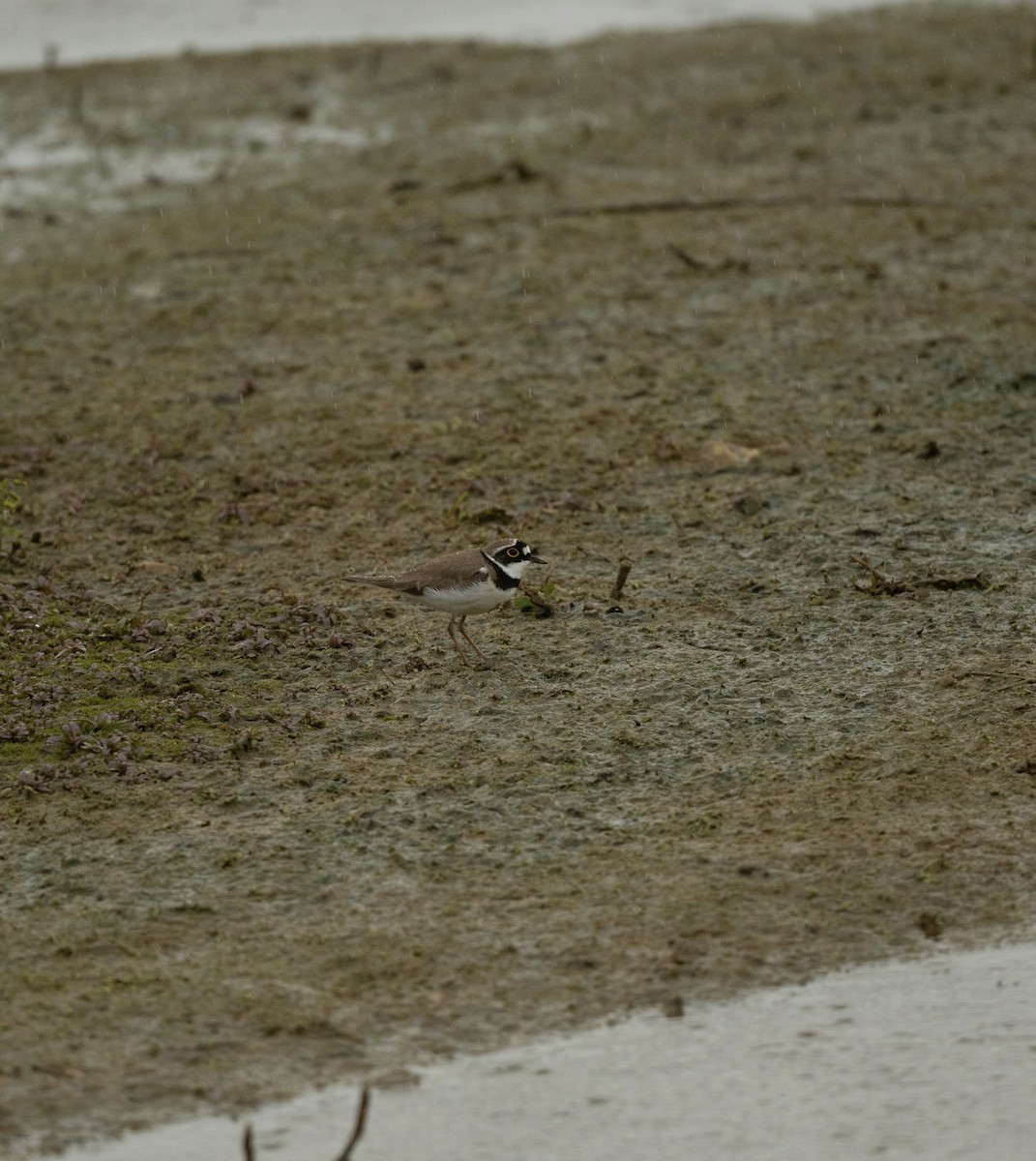 Little Ringed Plover - ML642382434