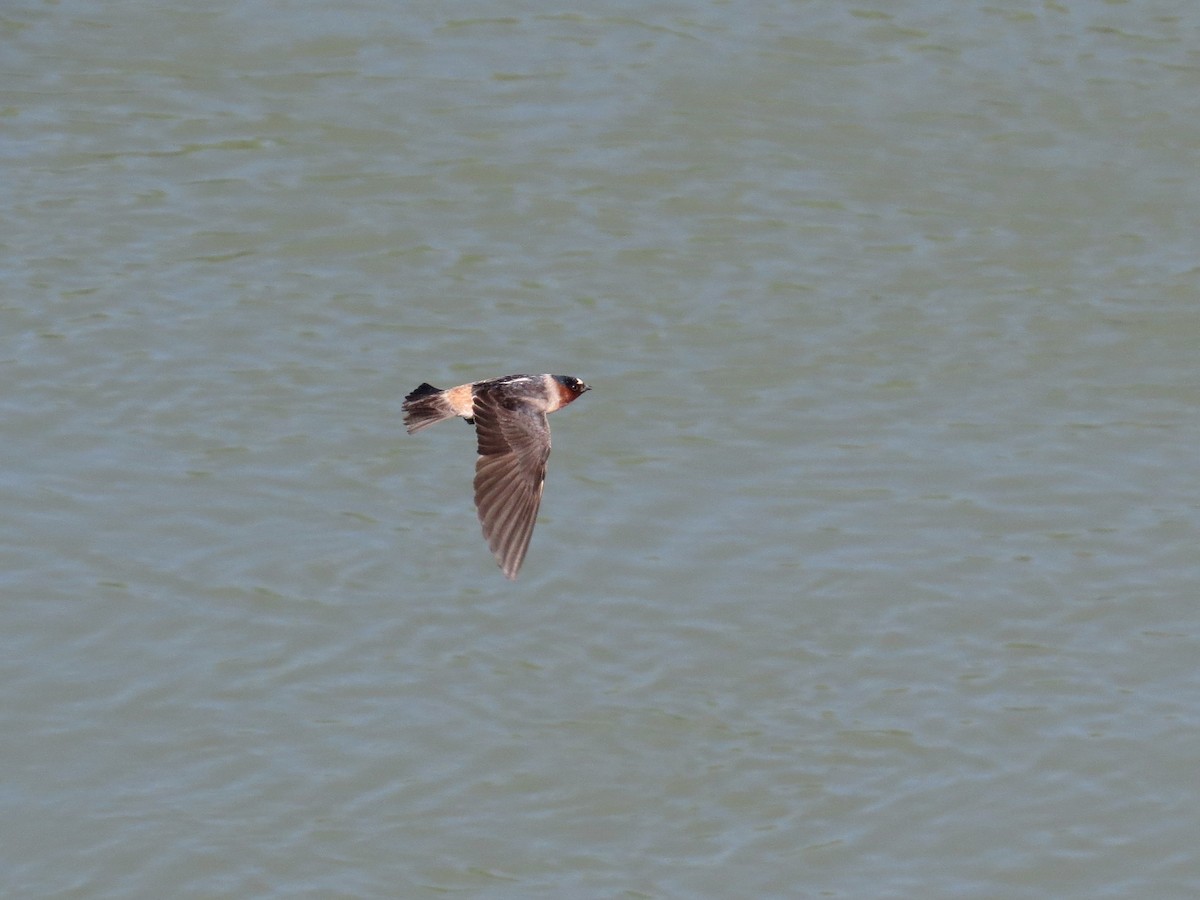 Cliff Swallow - ML642382435