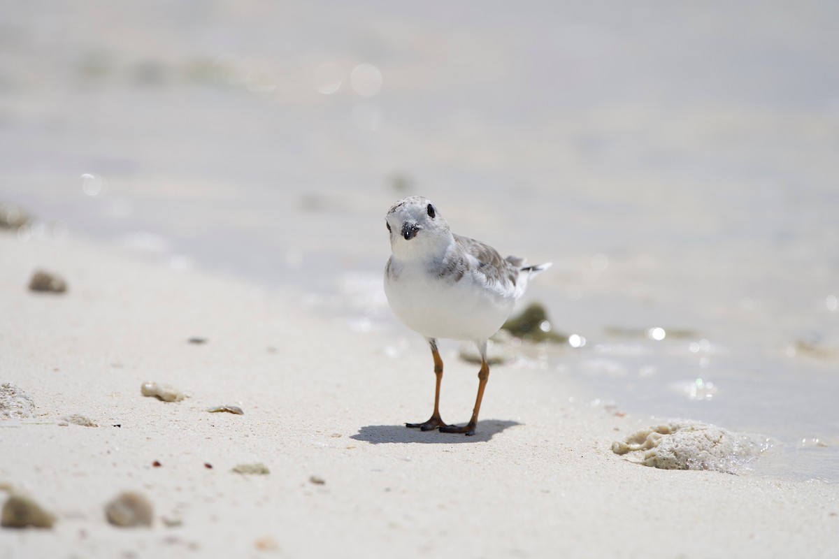 Piping Plover - ML642382439