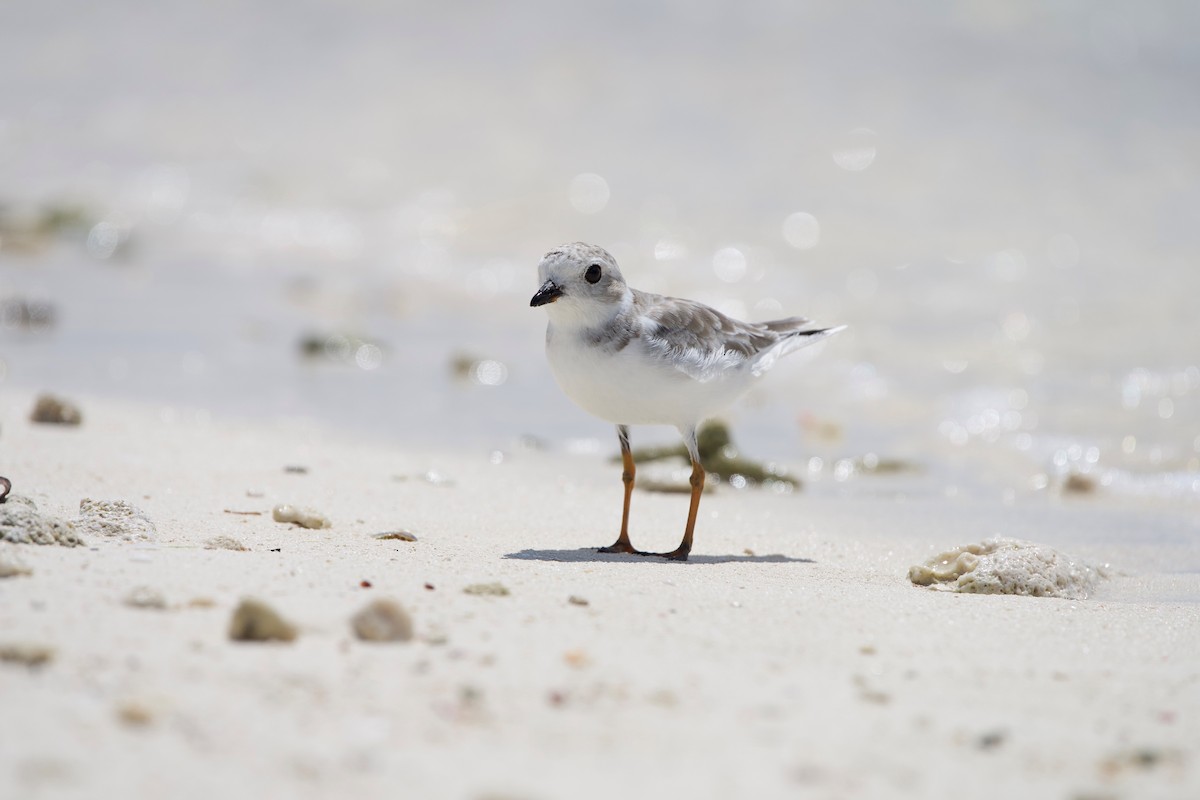 Piping Plover - ML642382440