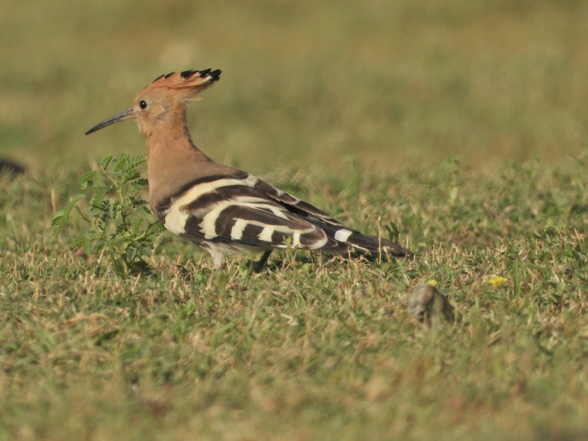 Eurasian Hoopoe - ML642382441