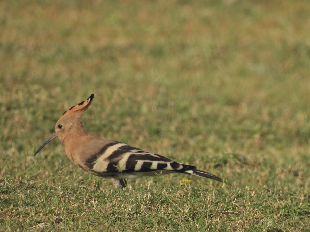 Eurasian Hoopoe - ML642382442